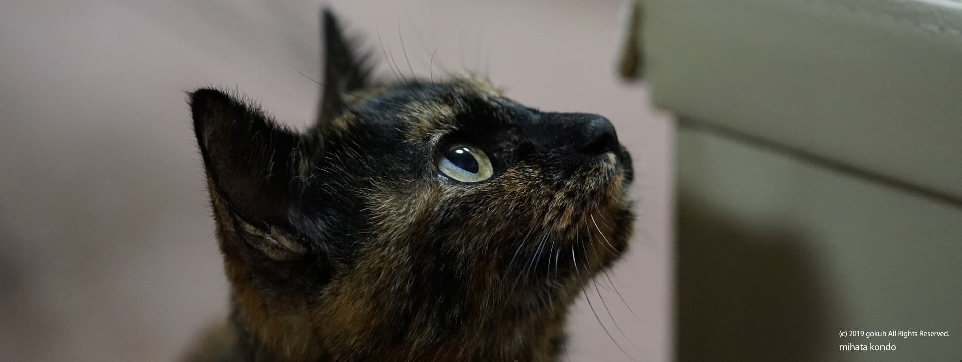 サビ猫